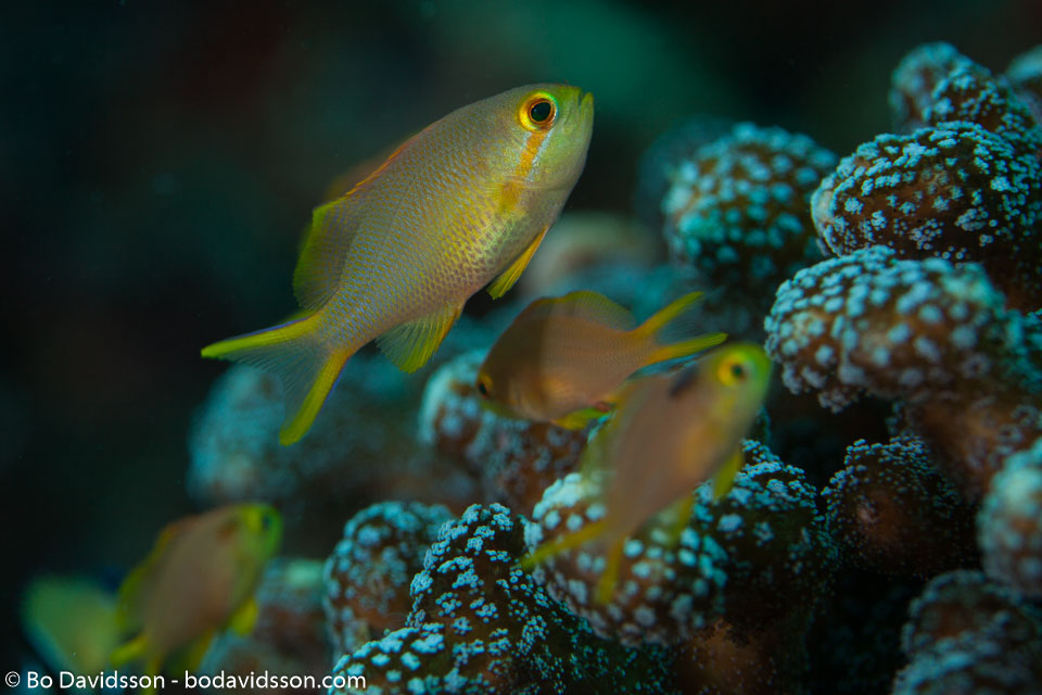 BD-161027-Pantar-3321-Pseudanthias-squamipinnis-(Peters.-1855)-[Sea-goldie].jpg